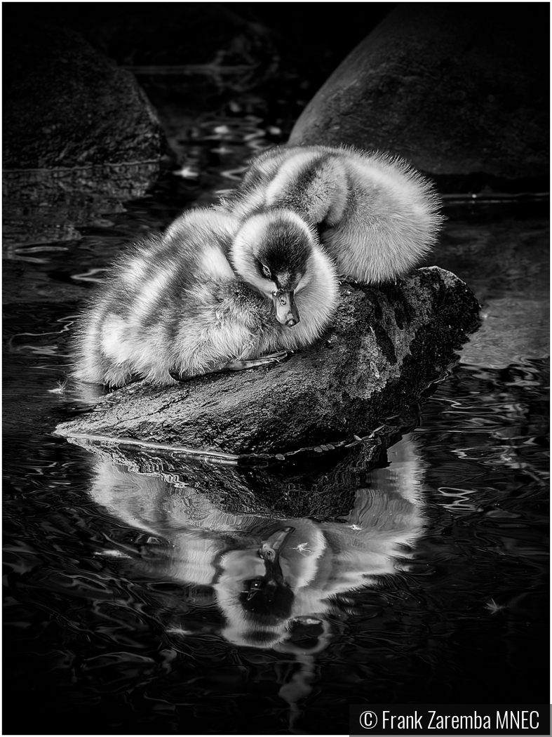 Swan chick reflection by Frank Zaremba MNEC