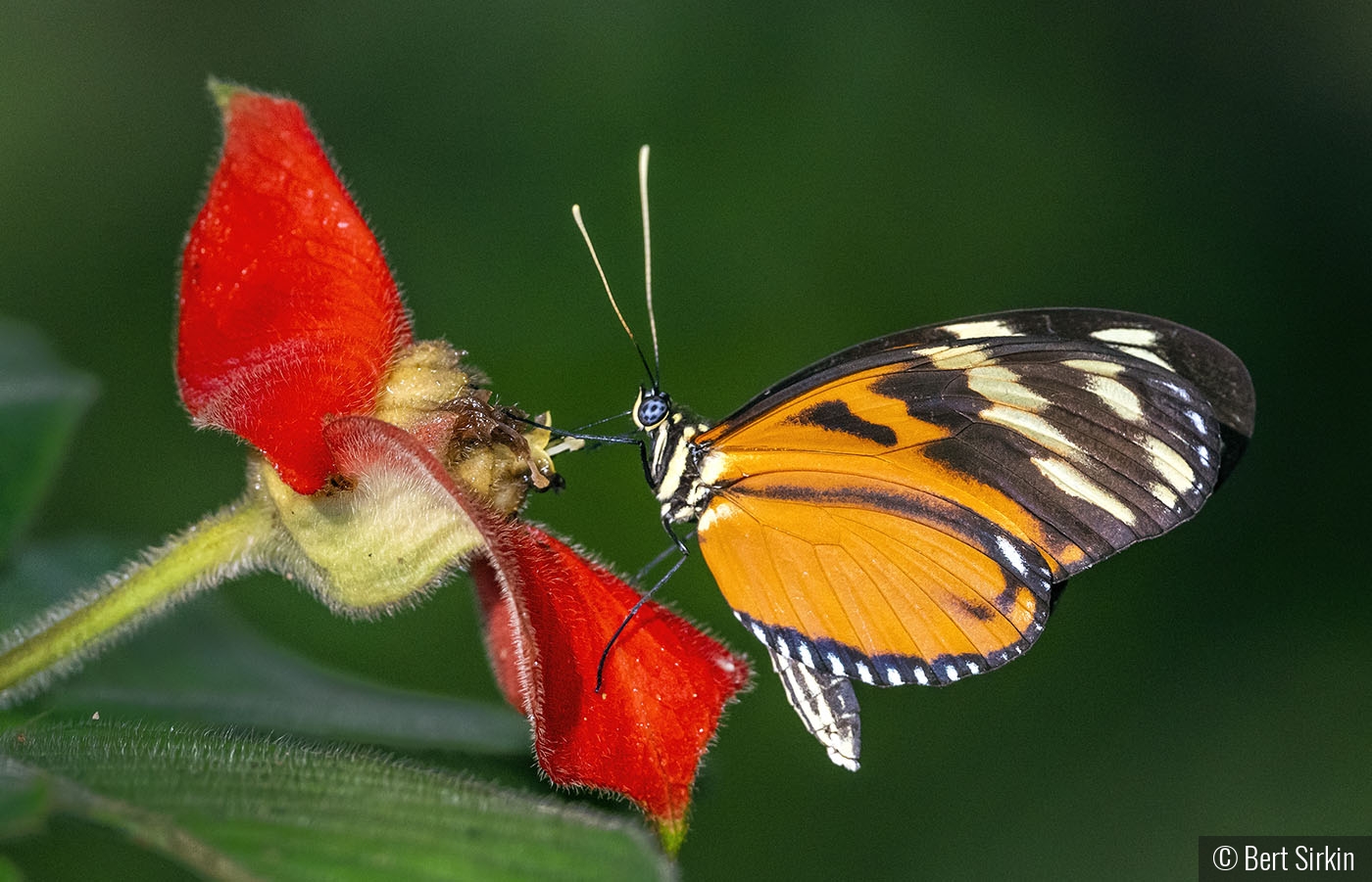 Sweet nectar by Bert Sirkin