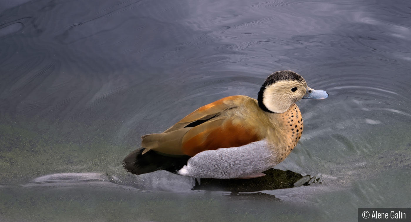 Swim Time by Alene Galin