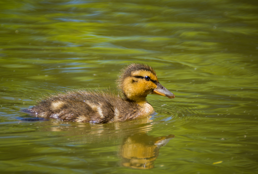 Swimming on Laurel Pond by Lorraine Cosgrove