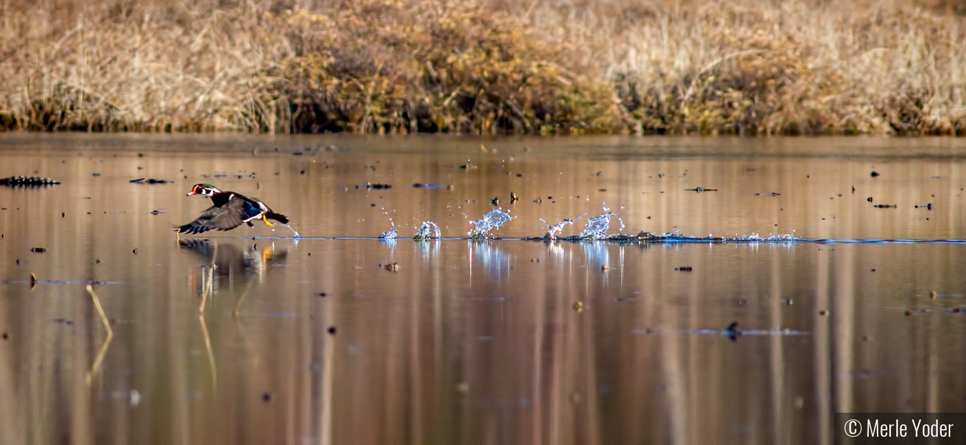 Takeoff splashes! by Merle Yoder