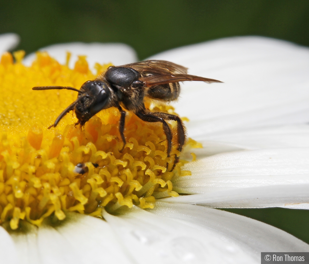 Taking a break by Ron Thomas