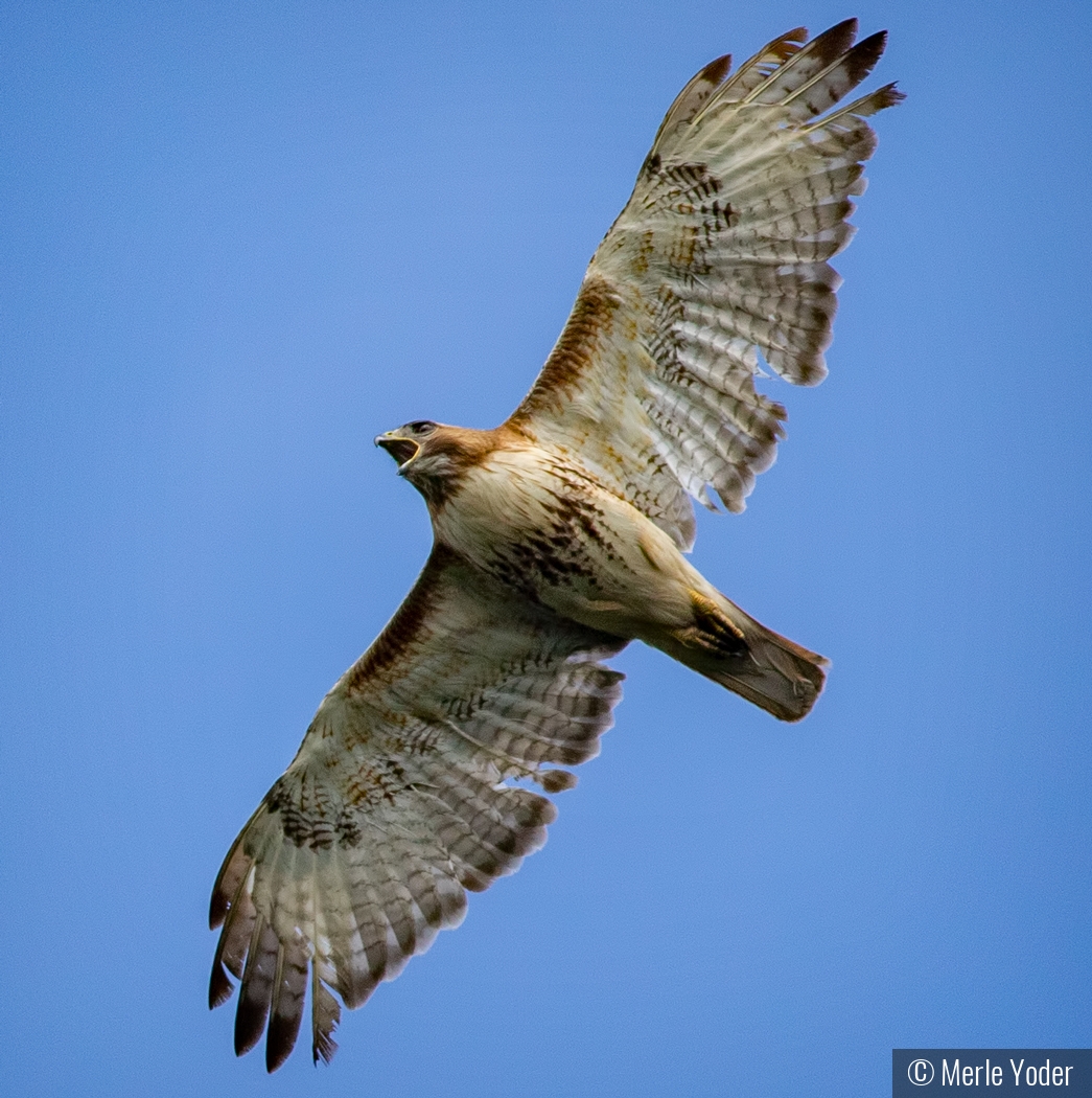 Tattered Wings by Merle Yoder