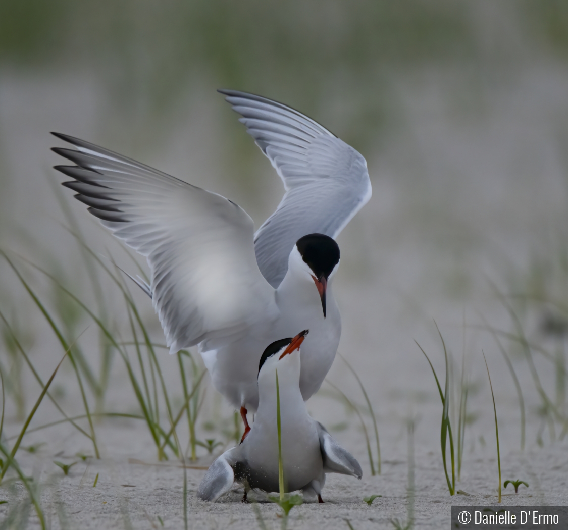 Terns Mating by Danielle D'Ermo