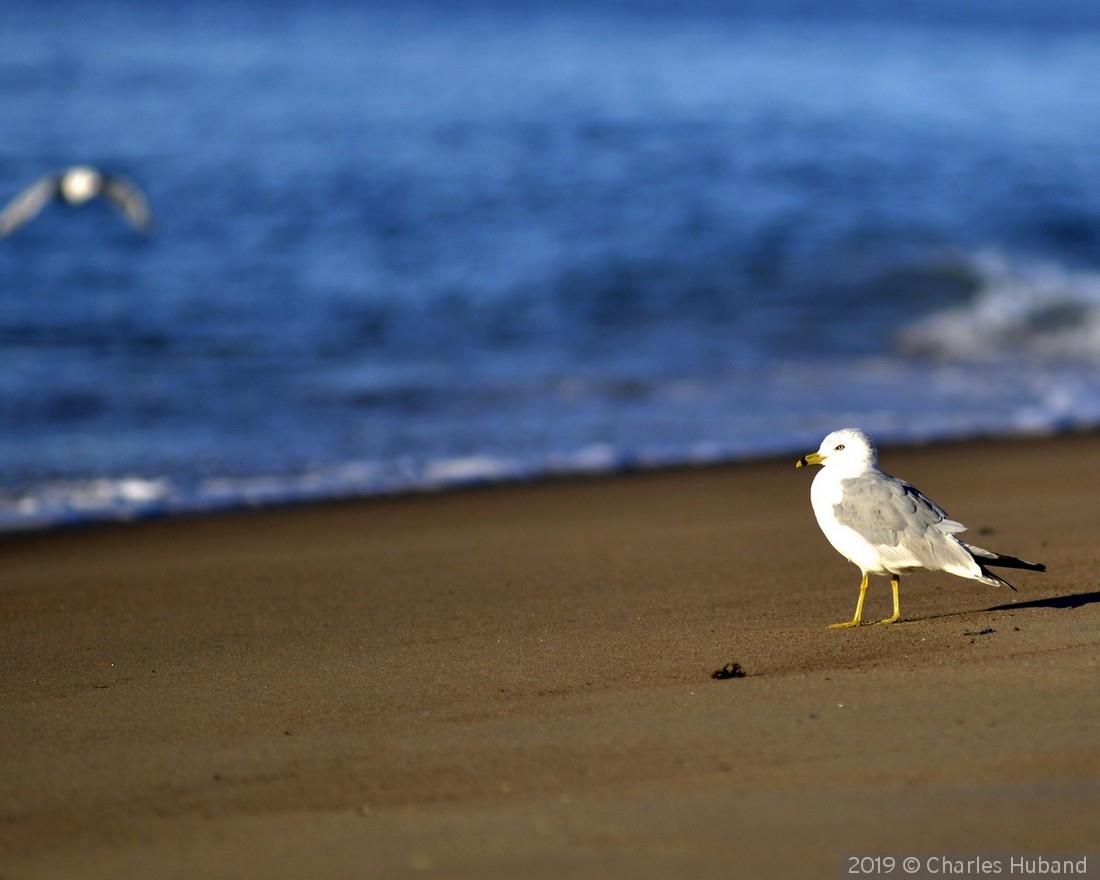 The beach is mine by Charles Huband