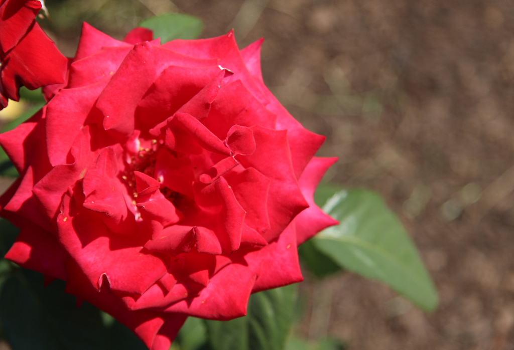 The Beauty of a Rose by Harold Grimes