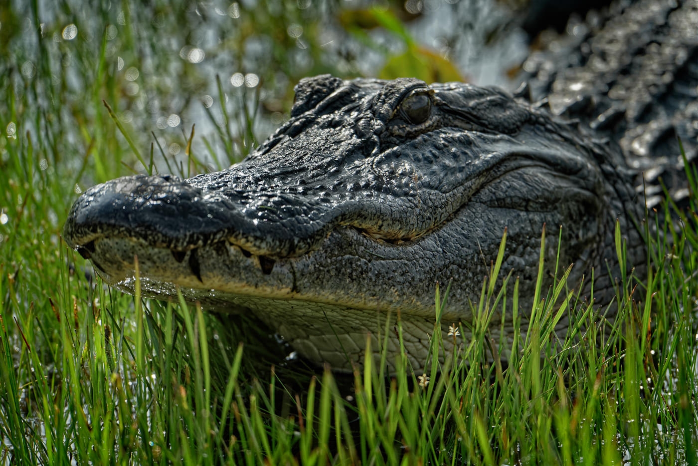 The Big Fella by John McGarry