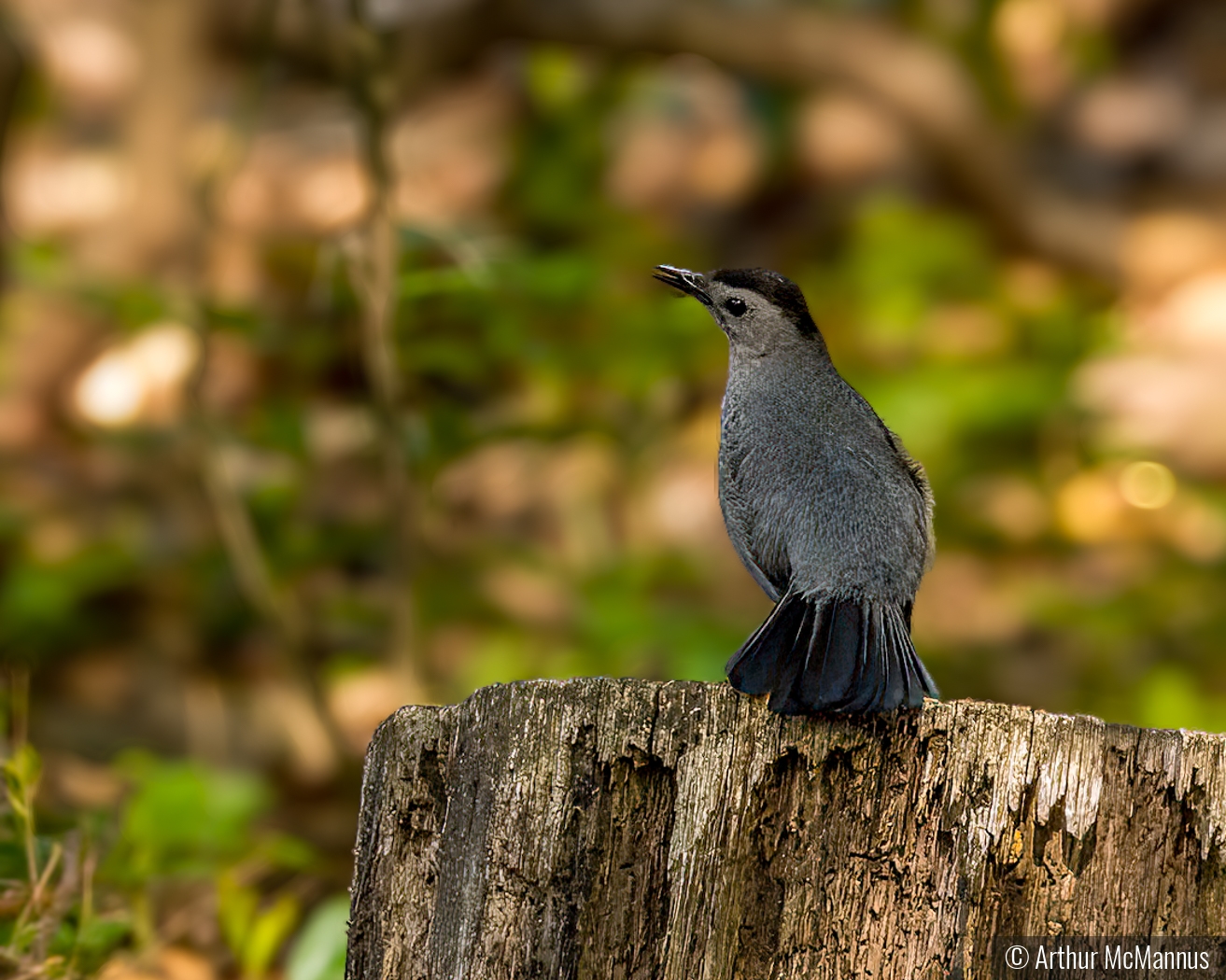 The Catbird Seat by Arthur McMannus