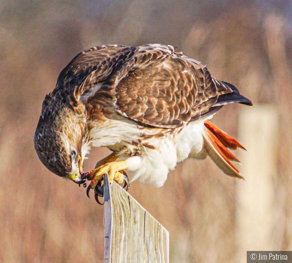 The Crumb that Got Away by Jim Patrina