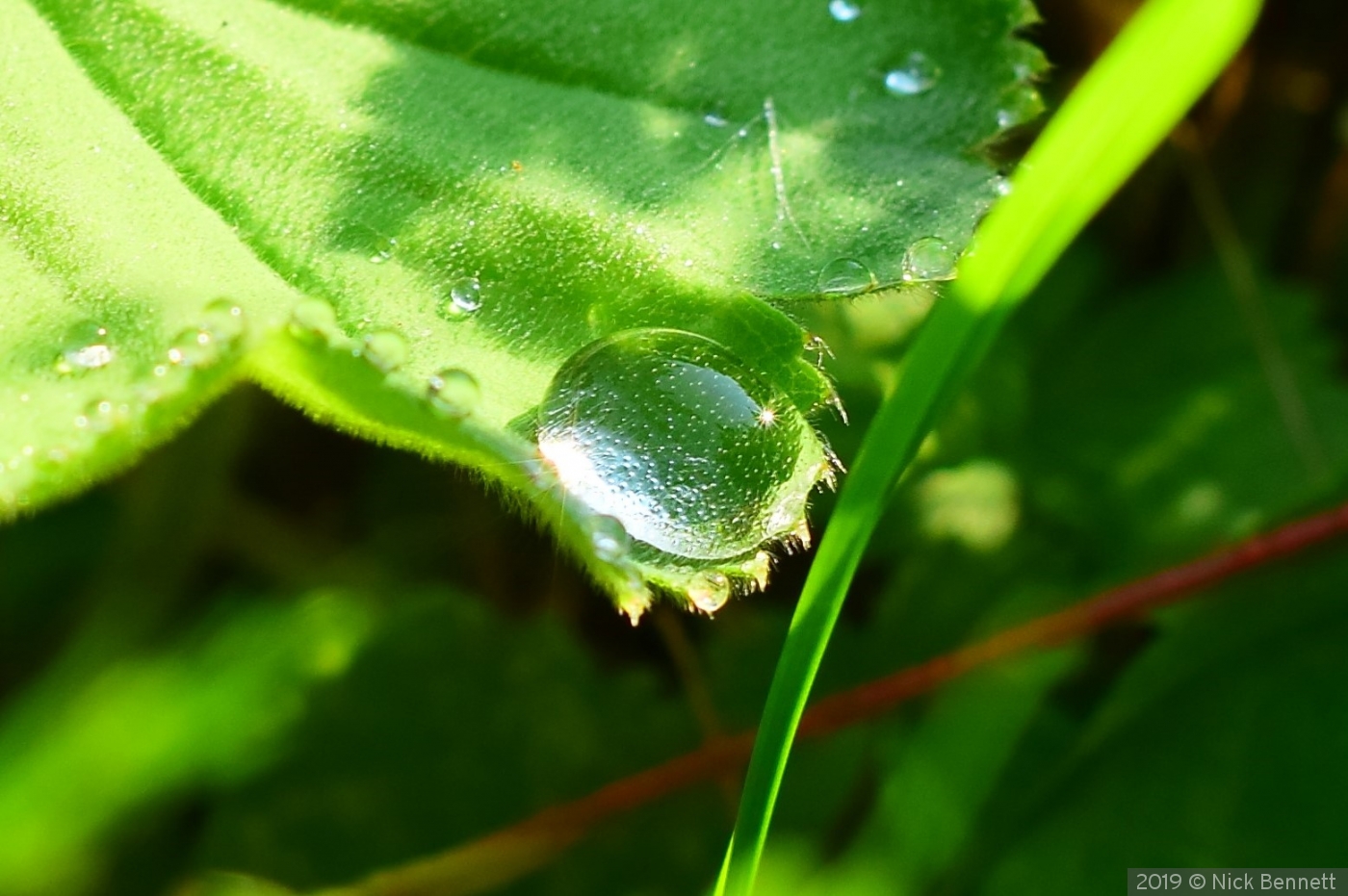 The dewdrop by Nick Bennett