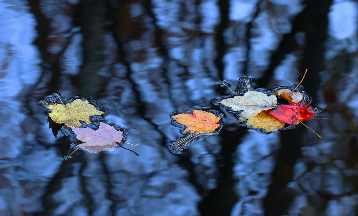 The End of Autumn by Ian Veitzer