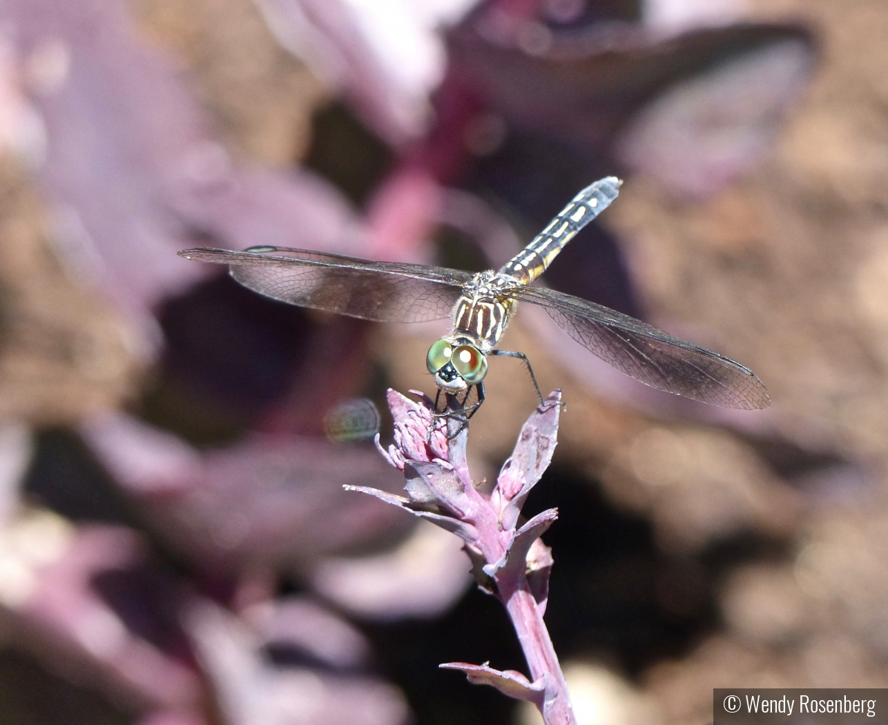 The Eyes Have it! by Wendy Rosenberg