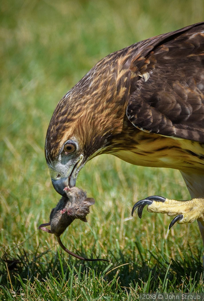 The Food Chain by John Straub