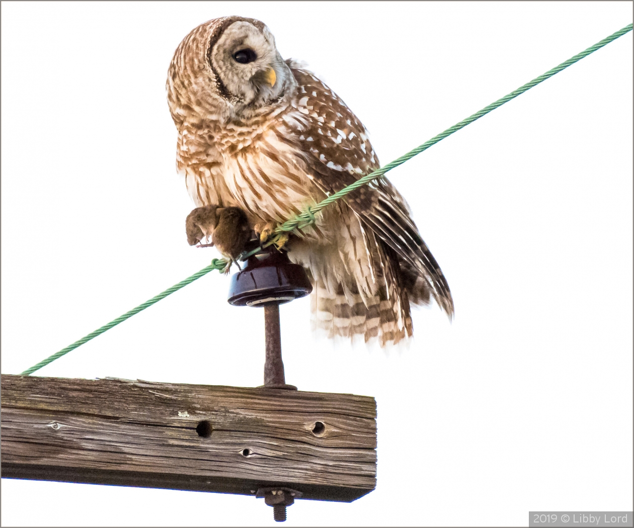 The Hunter. Barred Owl by Libby Lord