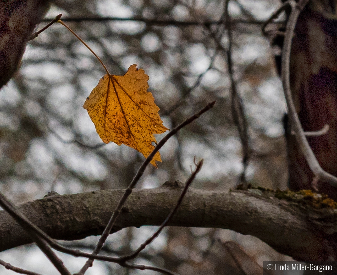 The Last Holdout by Linda Miller-Gargano