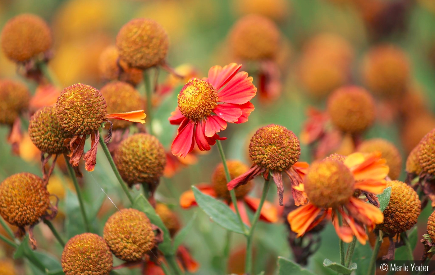 the last petals by Merle Yoder