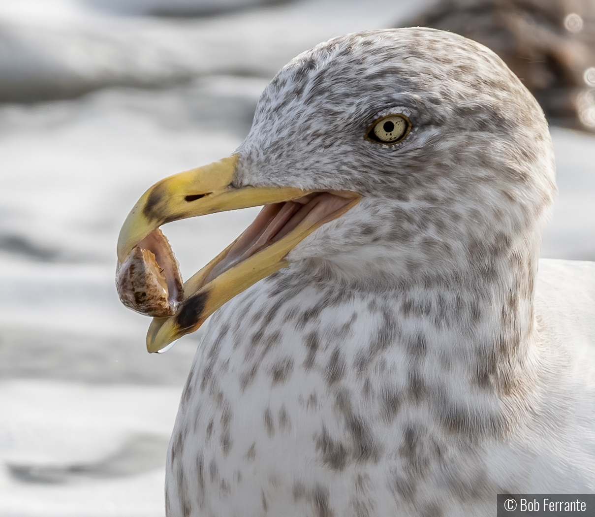 The Old Shell Game by Bob Ferrante