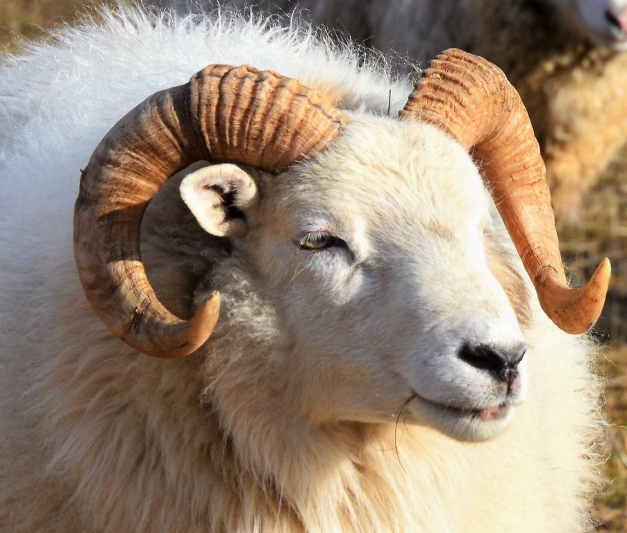 The Original Ram by Charles Hall