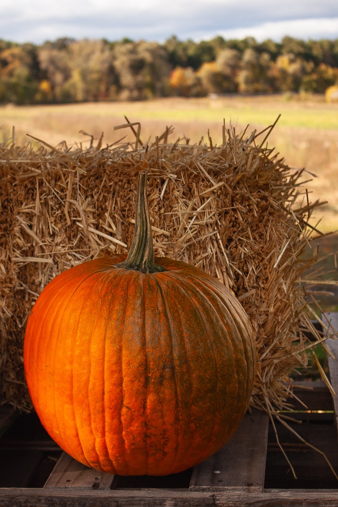 The Perfect Pumpkin by Pamela Carter