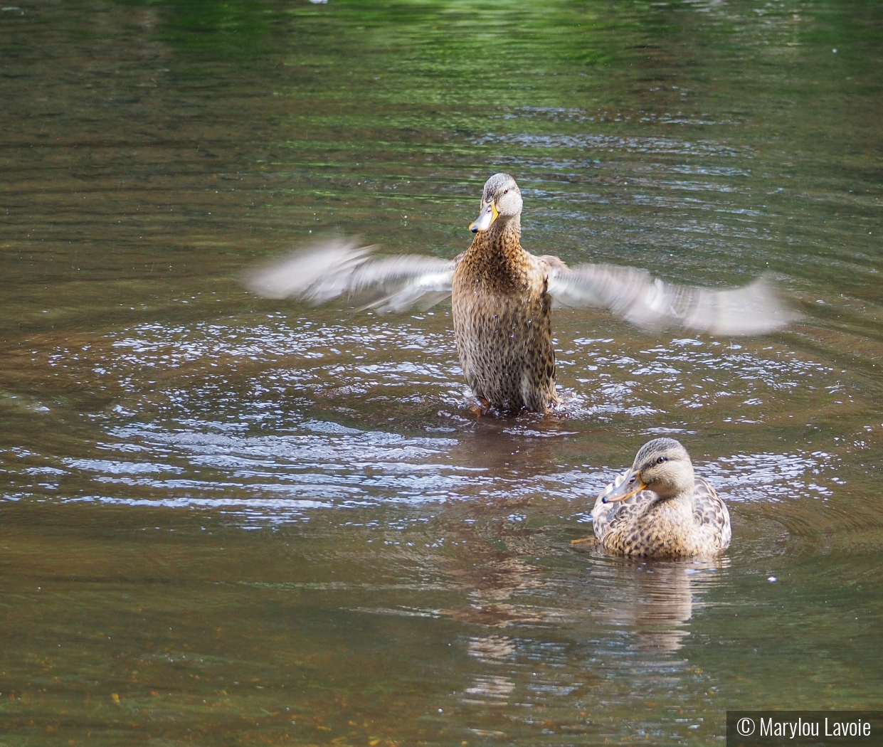 The Show Off by Marylou Lavoie