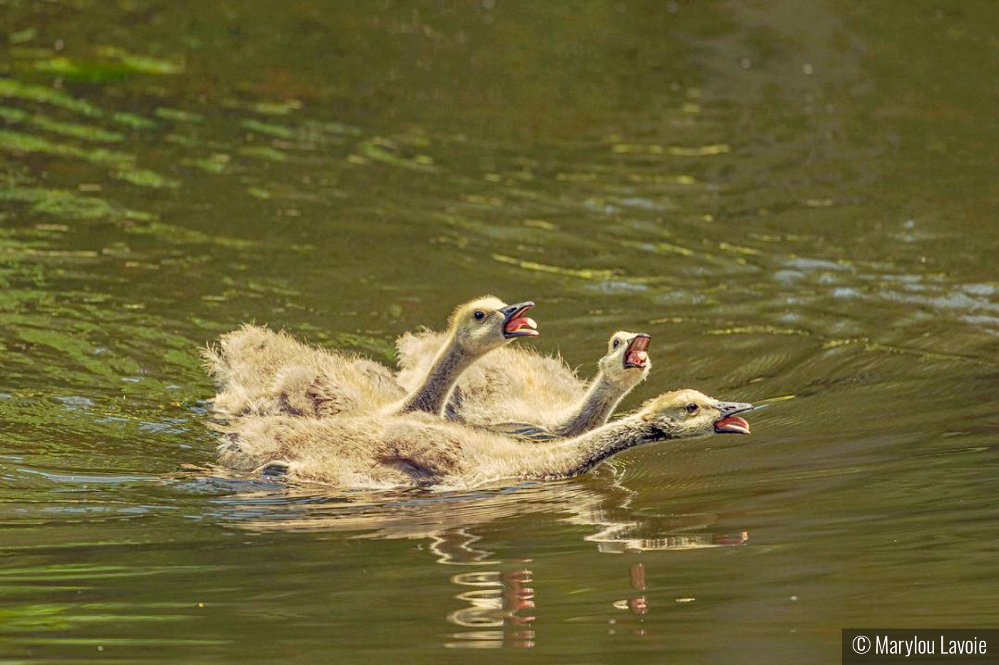 The Squawkers. by Marylou Lavoie