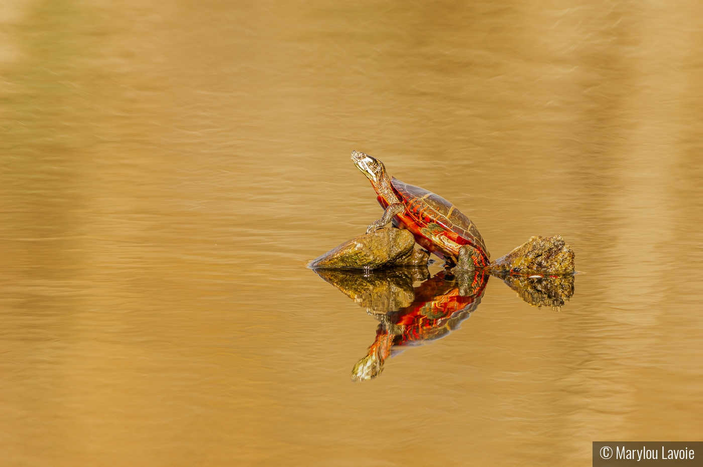 The Sunbather by Marylou Lavoie