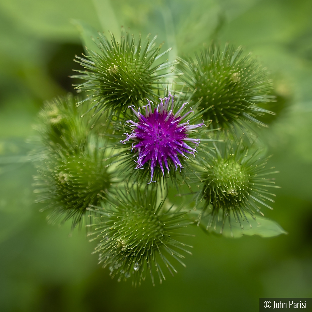 thistle by John Parisi