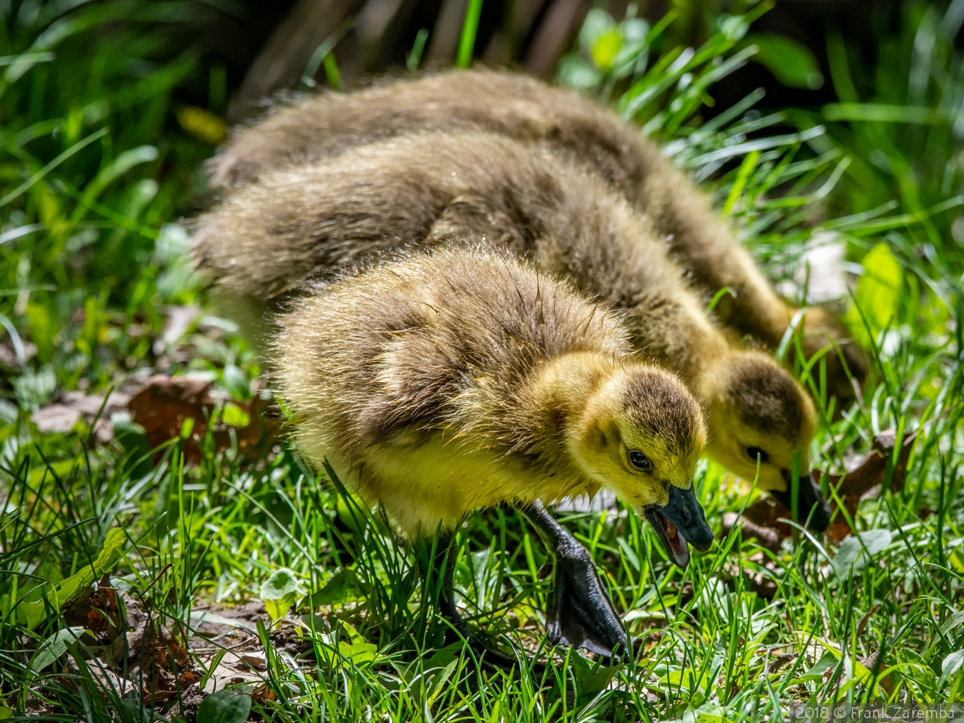 Three Baby Geese by Frank Zaremba