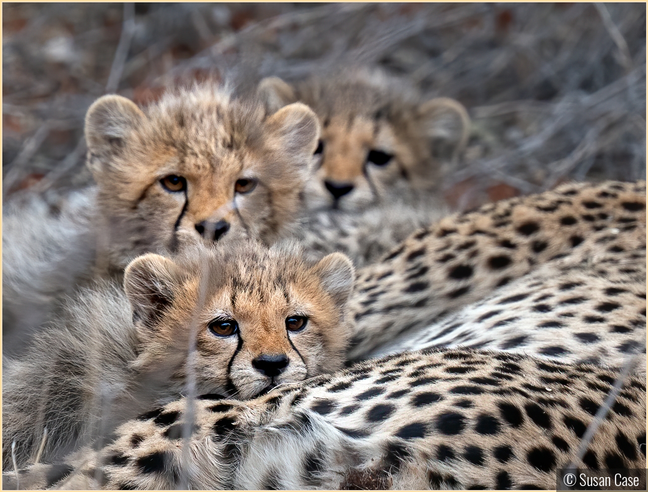 Three Little Kittens by Susan Case