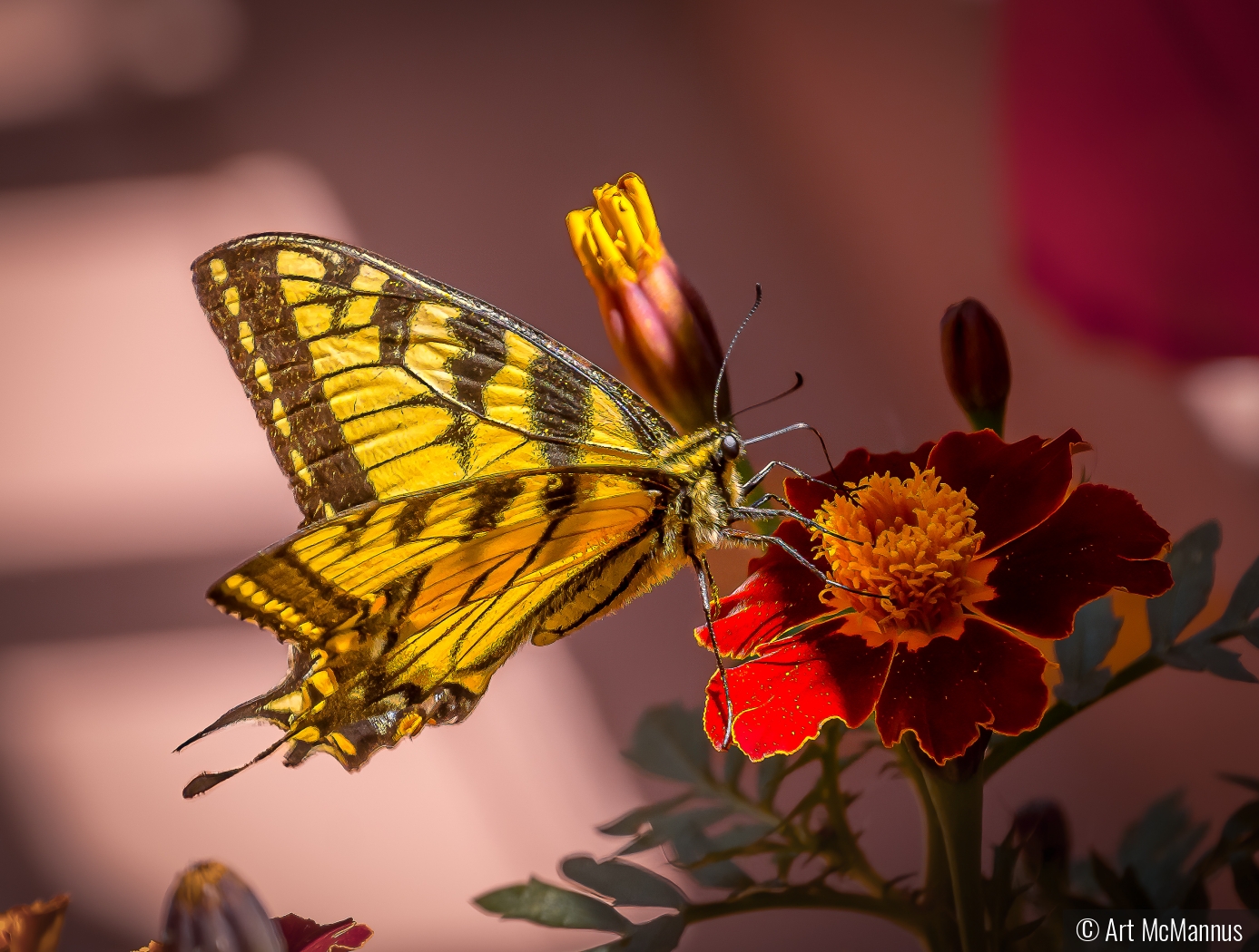 Tiger Swallowtail by Art McMannus