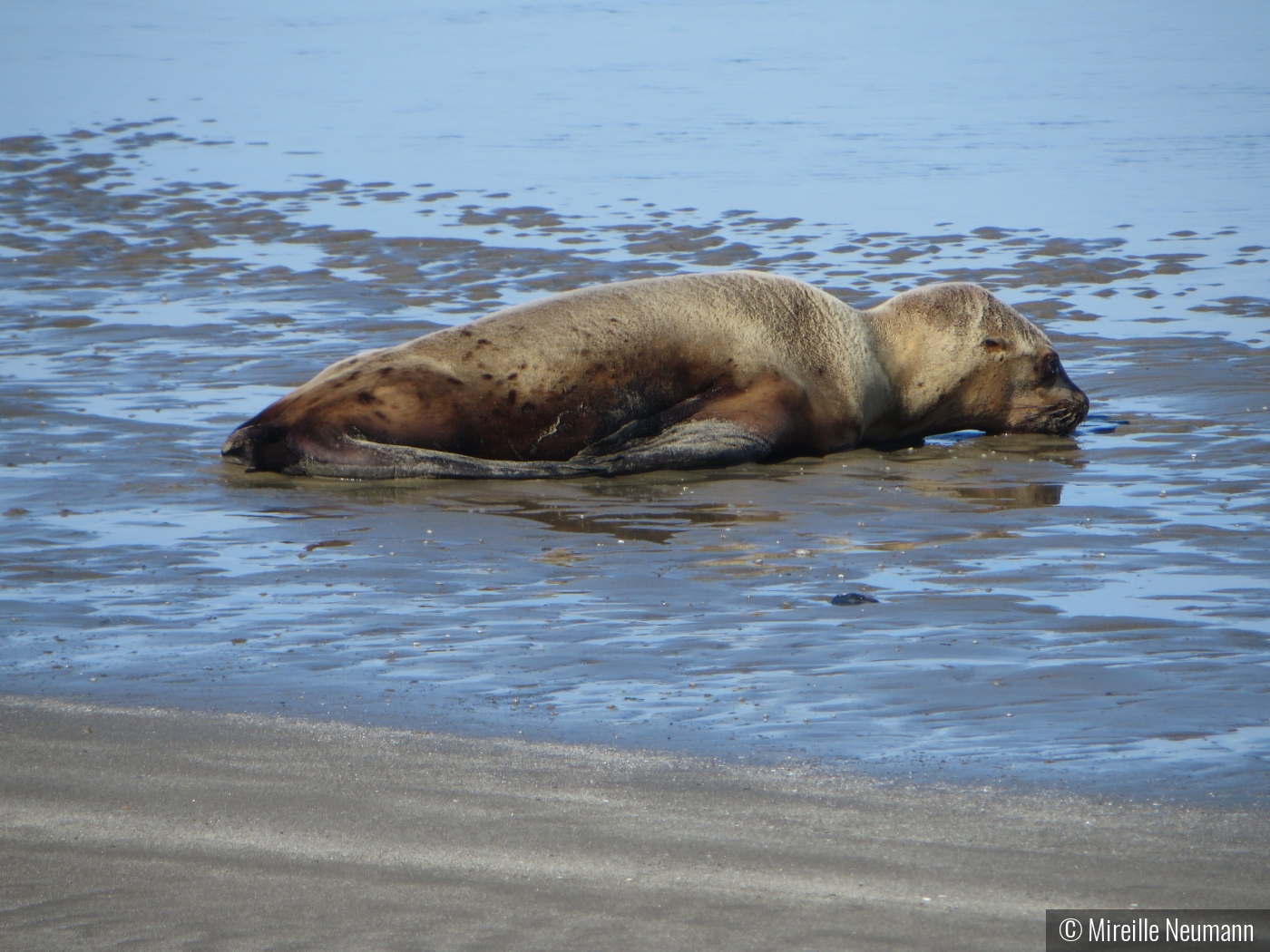 Tired Pup by Mireille Neumann