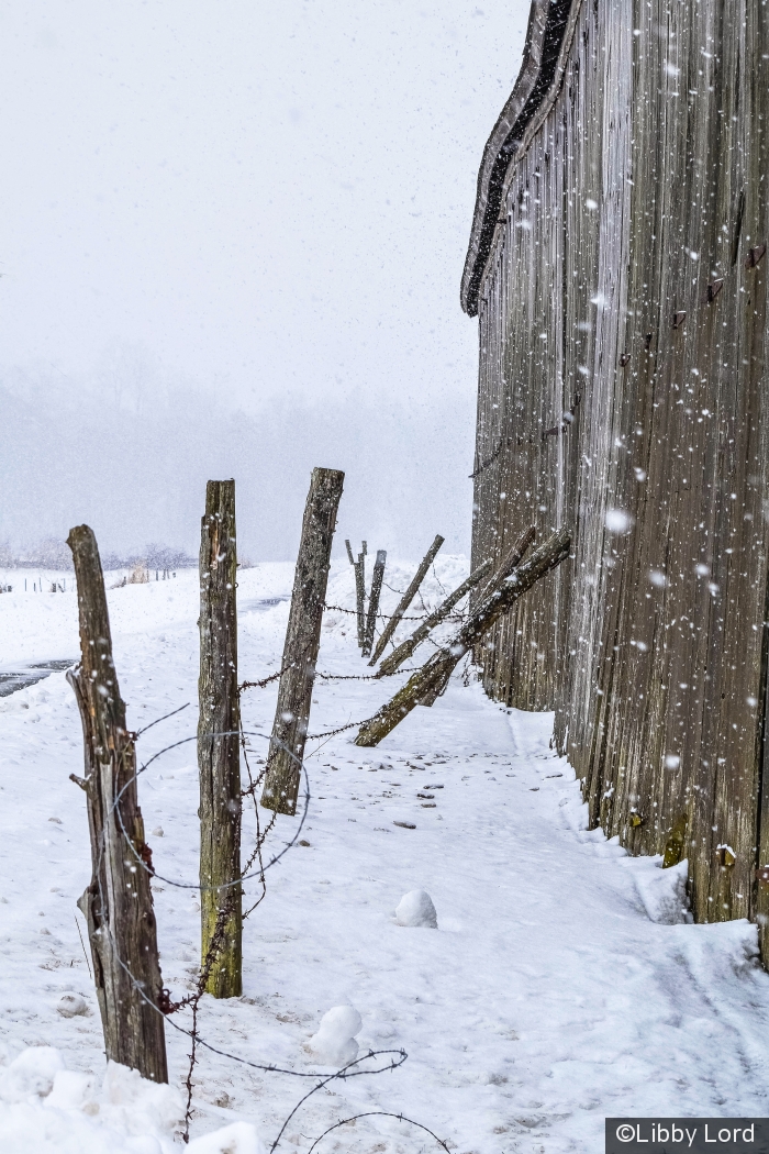 Tobacco Shed on a Snowy Day by Libby Lord