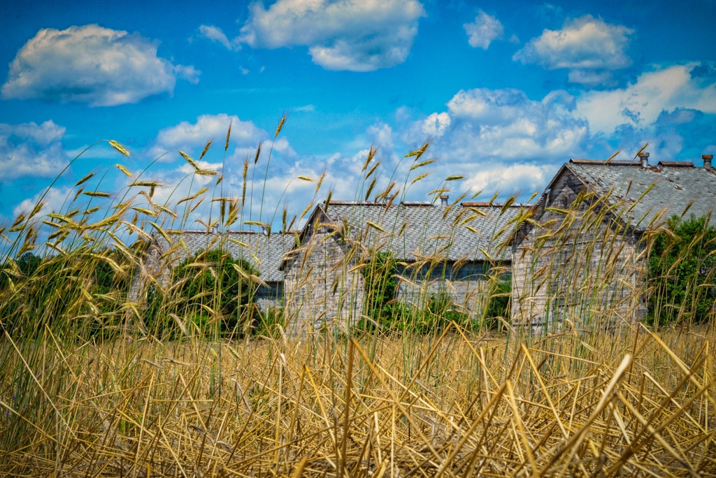 Tobacco Sheds by Bill Payne