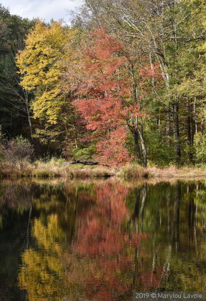 Town Forest Reflection by Marylou Lavoie