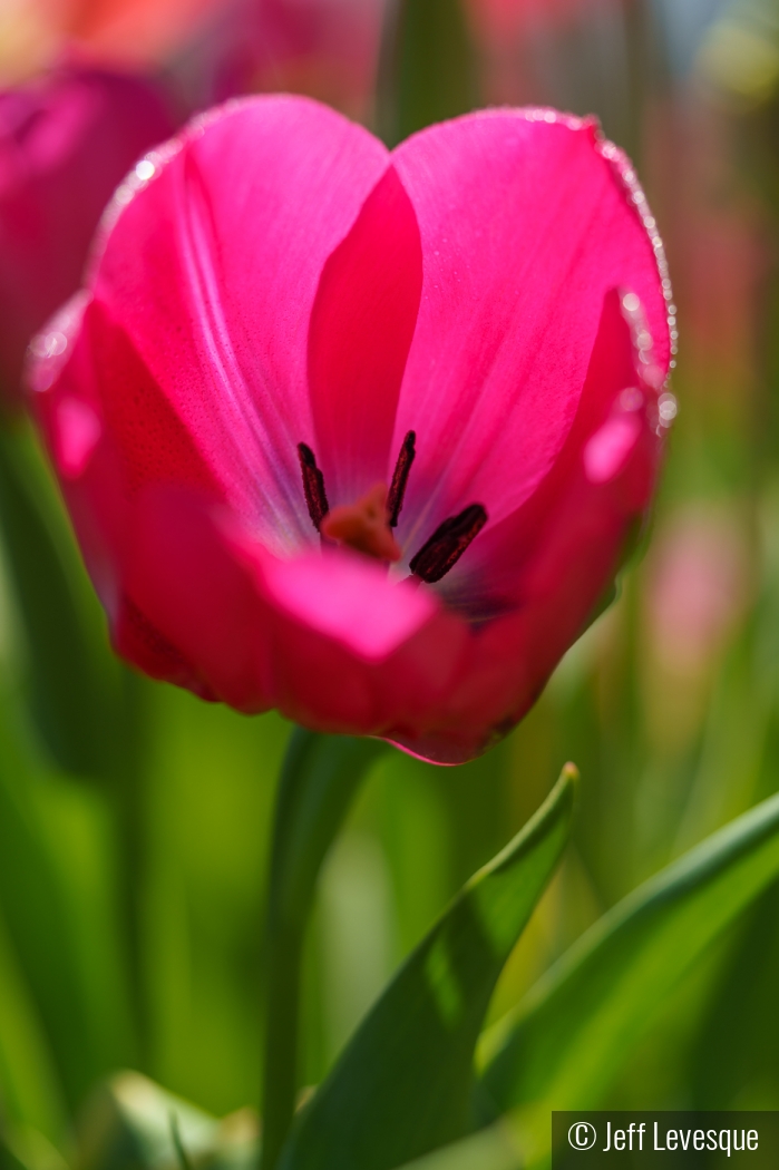 Translucence of the petals by Jeff Levesque