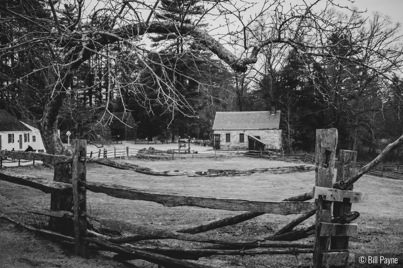 Tree and Fence Frame by Bill Payne