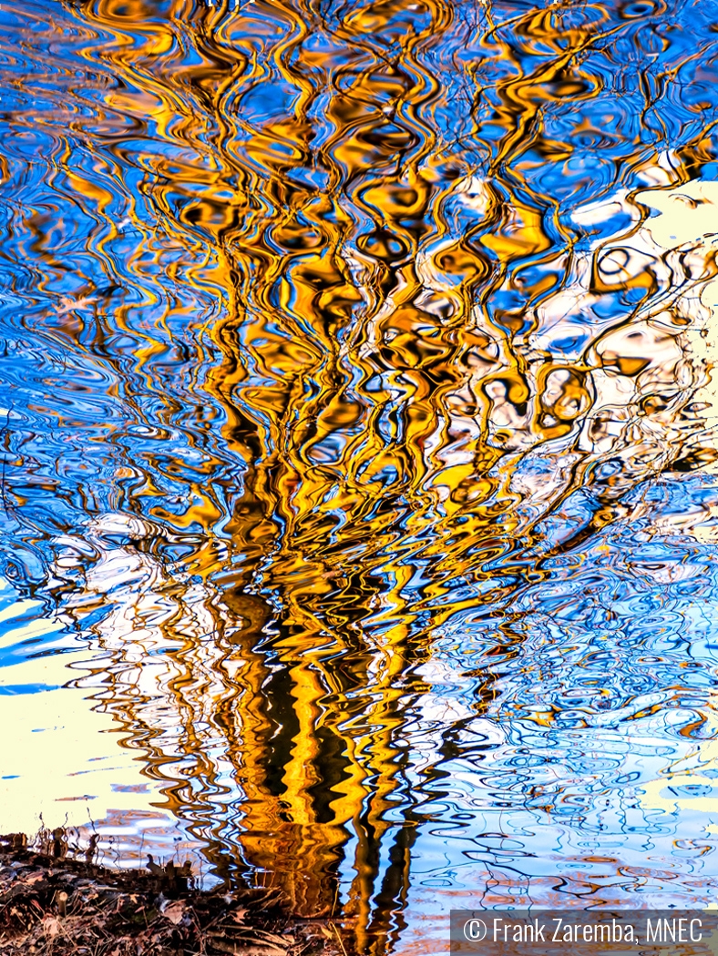 Tree Reflection by Frank Zaremba, MNEC