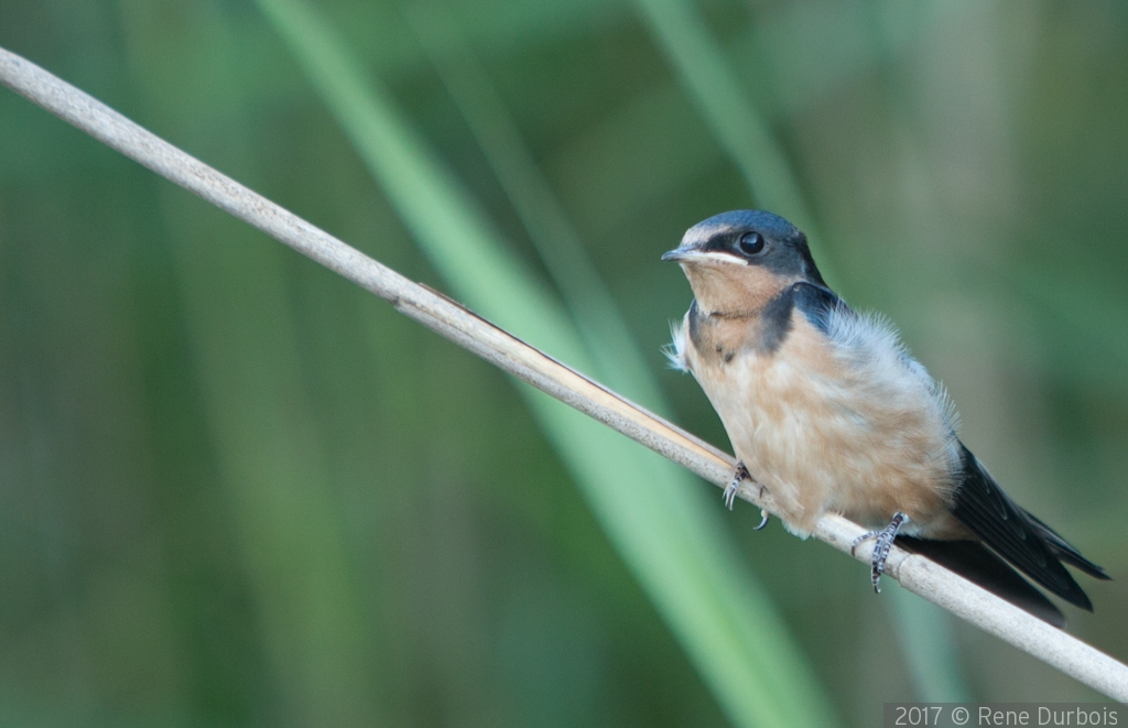 Tree Swallow by Rene Durbois