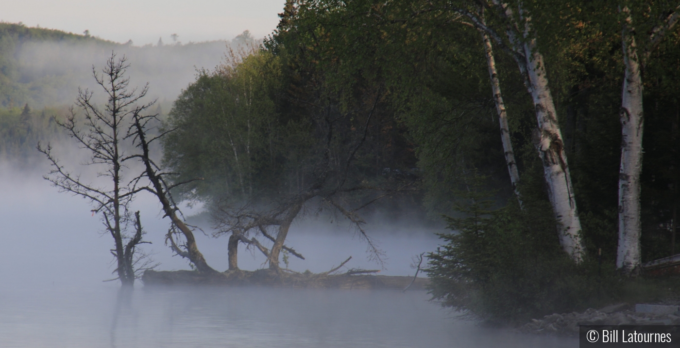 Trees In The Fog by Bill Latournes