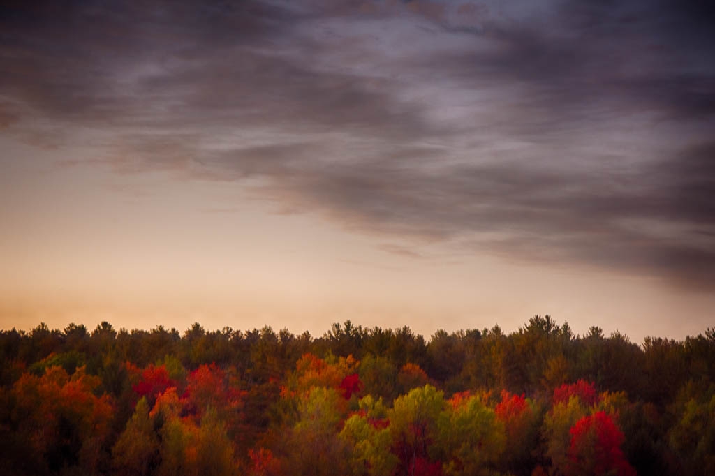 trees by John Parisi