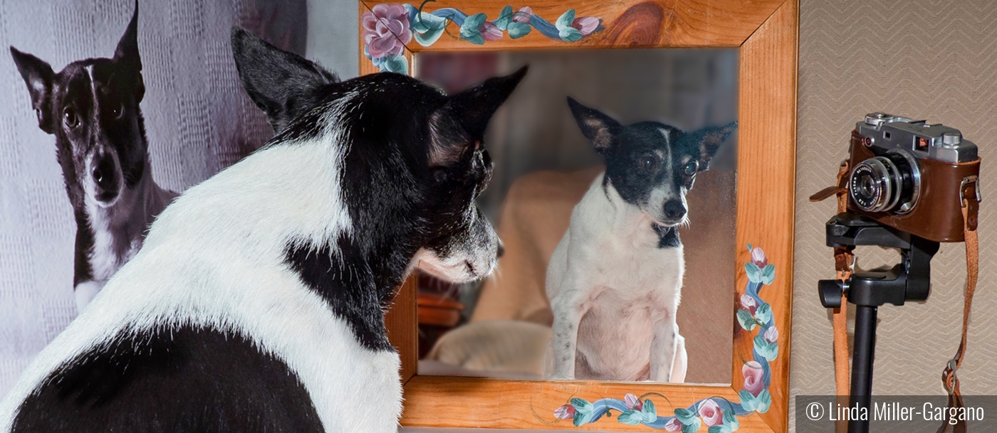 Triple Selfie Puppy by Linda Miller-Gargano