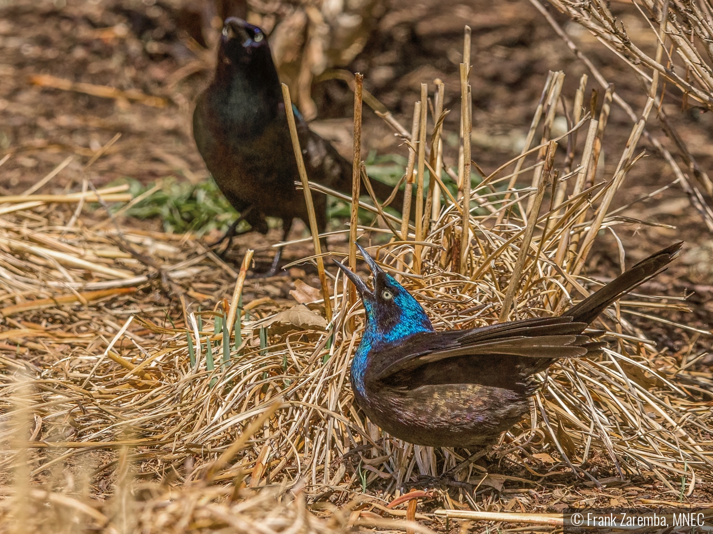 Trying to attract a mate by Frank Zaremba, MNEC