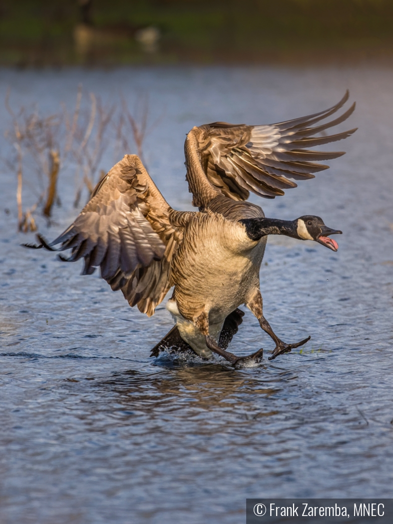 Trying to safely land by Frank Zaremba, MNEC