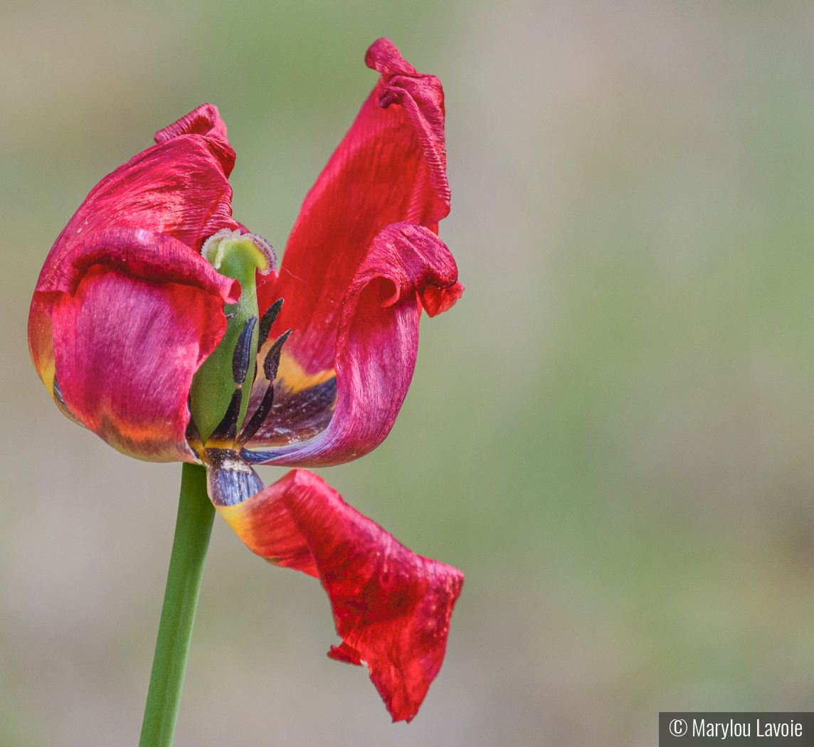 Tulip by Marylou Lavoie