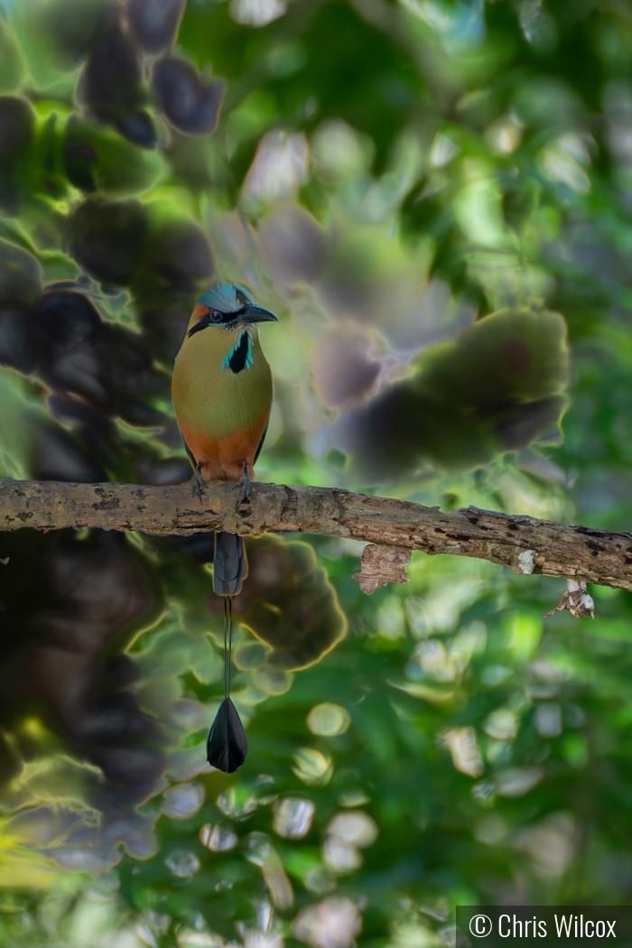 Turquoise Motmot by Chris Wilcox