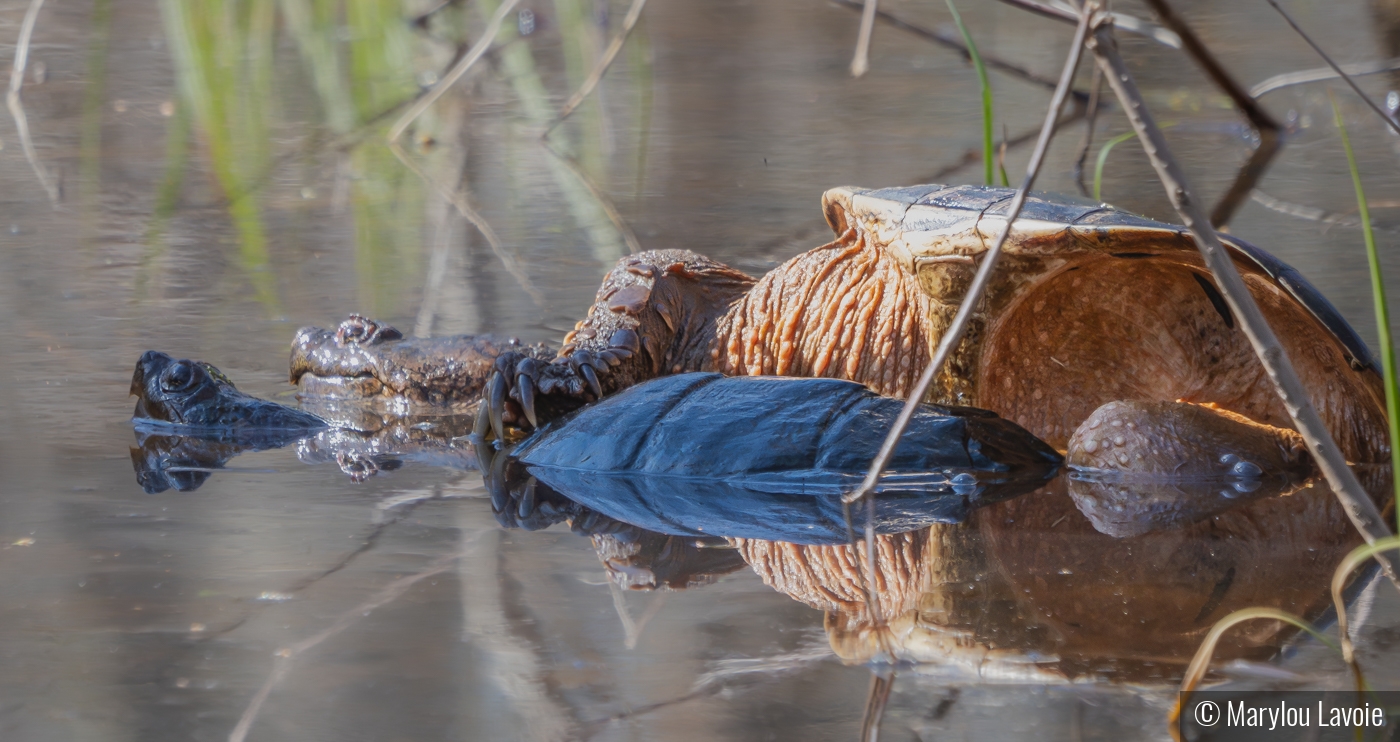 Turtle Love by Marylou Lavoie