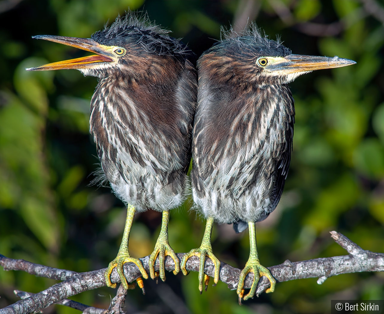 Twins: Chatty and Mum by Bert Sirkin