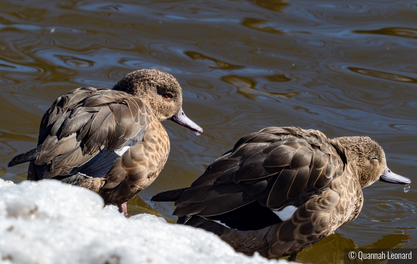 Two Waterfowl Taking A Sip by Quannah Leonard