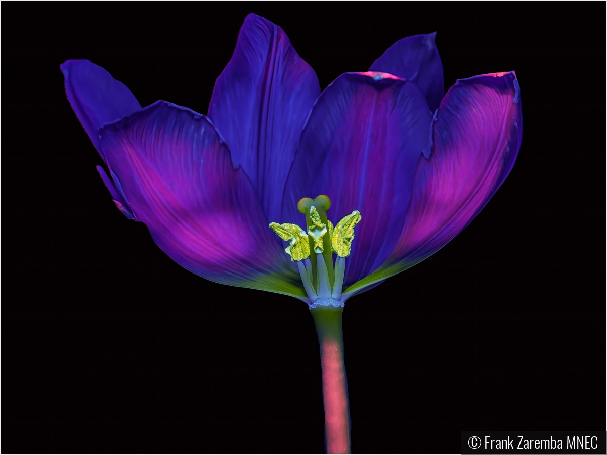 Ultra Voilet lite tulip by Frank Zaremba MNEC