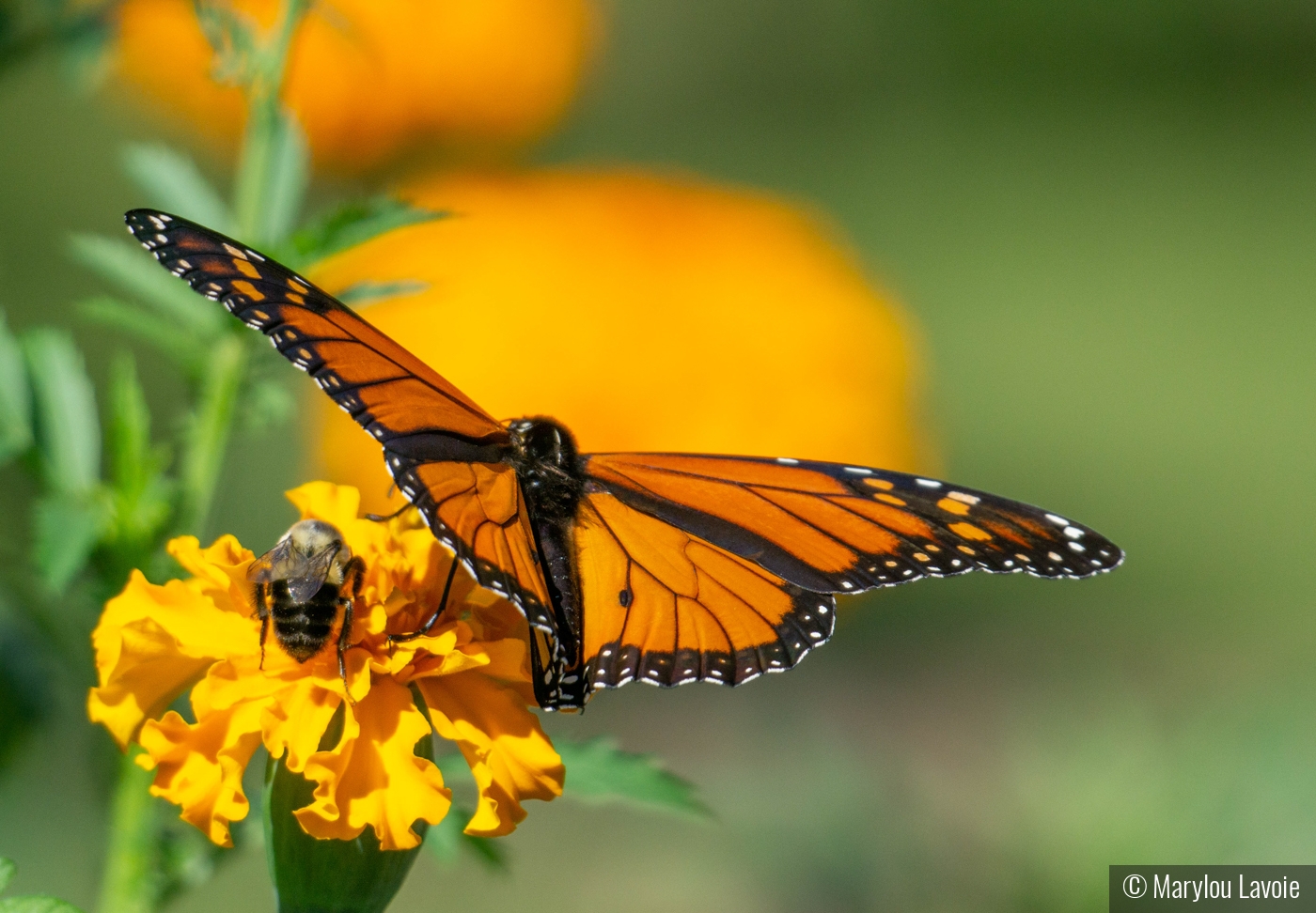 Under My Wing by Marylou Lavoie